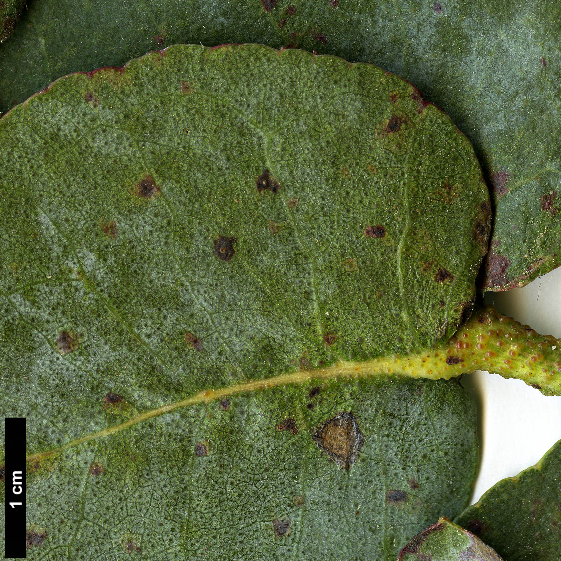 High resolution image: Family: Myrtaceae - Genus: Eucalyptus - Taxon: cordata - SpeciesSub: subsp. cordata